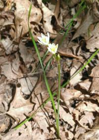 Nothoscordum bivalve image